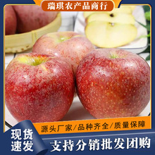陕西秦冠粉面沙甜苹果新鲜婴儿老人宝宝刮泥9斤秋冬应季水果整箱