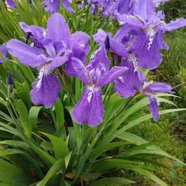 鸢尾花苗庭院绿化工程花卉苗木多年生小区别墅园林造景花草绿植物