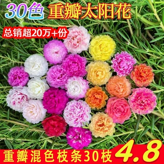 重瓣太阳花苗宿根混色植物绿植花卉盆栽阳台开花带根带花苞发货