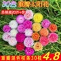 植物盆栽重瓣开花花卉