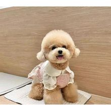 批发贵宾犬泰迪幼犬泰迪狗小型犬活体香槟色茶杯犬宠物犬宠物狗