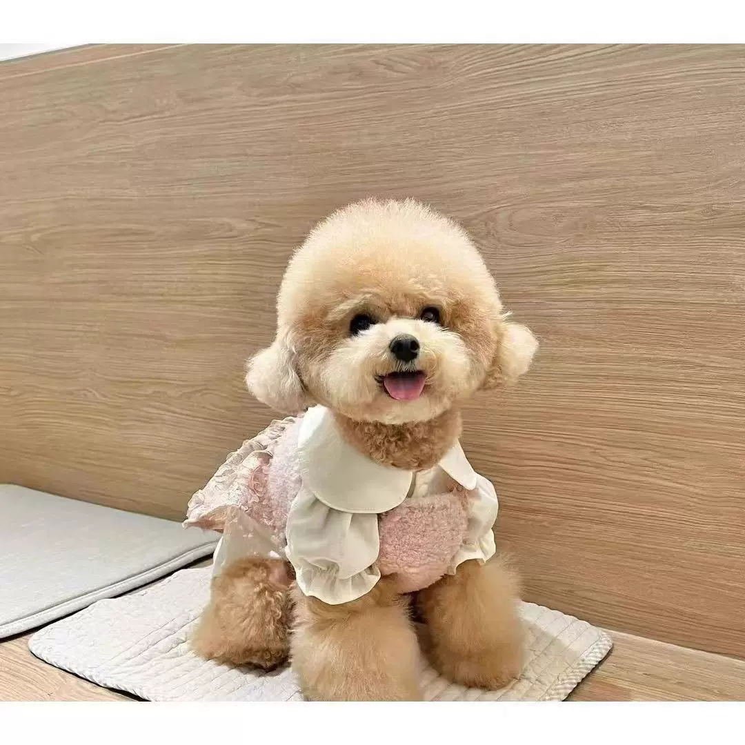批发贵宾犬泰迪幼犬狗活体狗香槟色小型茶杯犬宠物狗狗小型犬