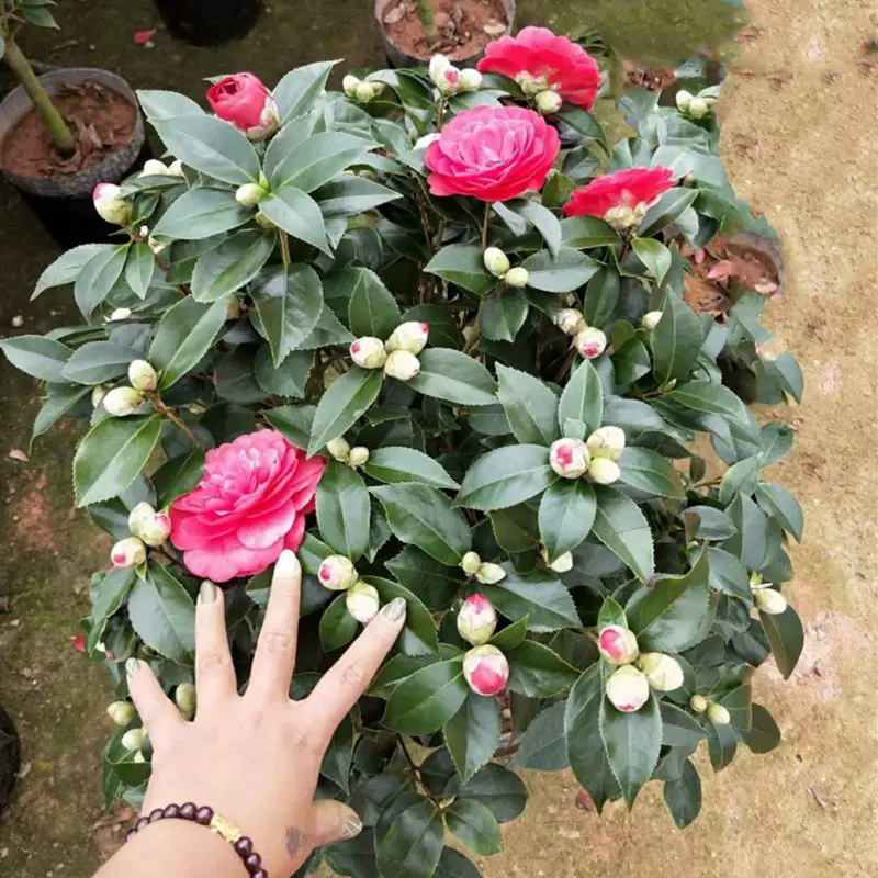 茶花苗 基地批发 茶花树苗花苗 盆栽植物盆景 带花苞