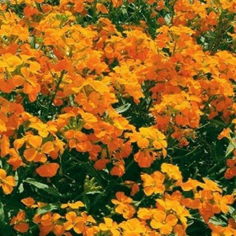Semillas de flores, semillas de flores.