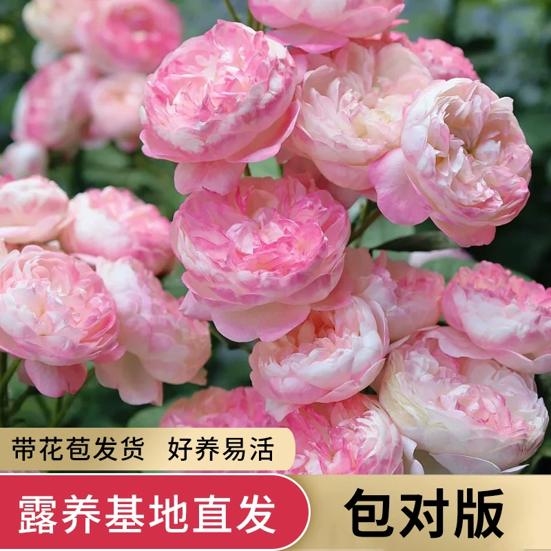 Розовые розетки в горшках с бутонами, многовременные цветущие кустарники для двора, многоголовые розы оптом