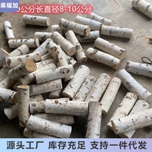 天然白桦树段小木墩装饰树白桦树圆木橱窗装饰短树干木栅栏围栏