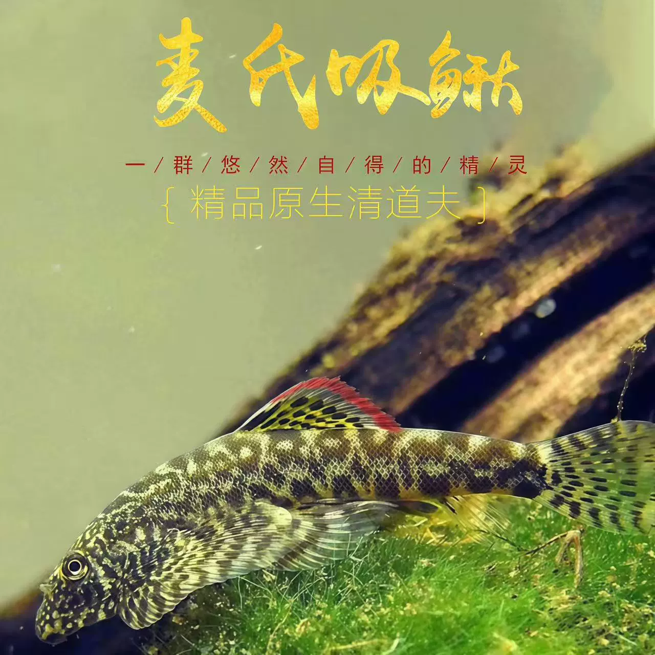 Оформительские рыбы Цин Даофу маи ци sucking loach каракатица скалная трубопроводная pipy рыба пресноводная холодная вода и водоросли Crock стена чистящая рыба инструмент рыба