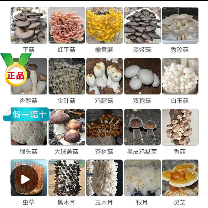 菌菇大全竹荪猴头菇红菇羊肚菌木耳黑松露鸡油菌牛肝菌草菇