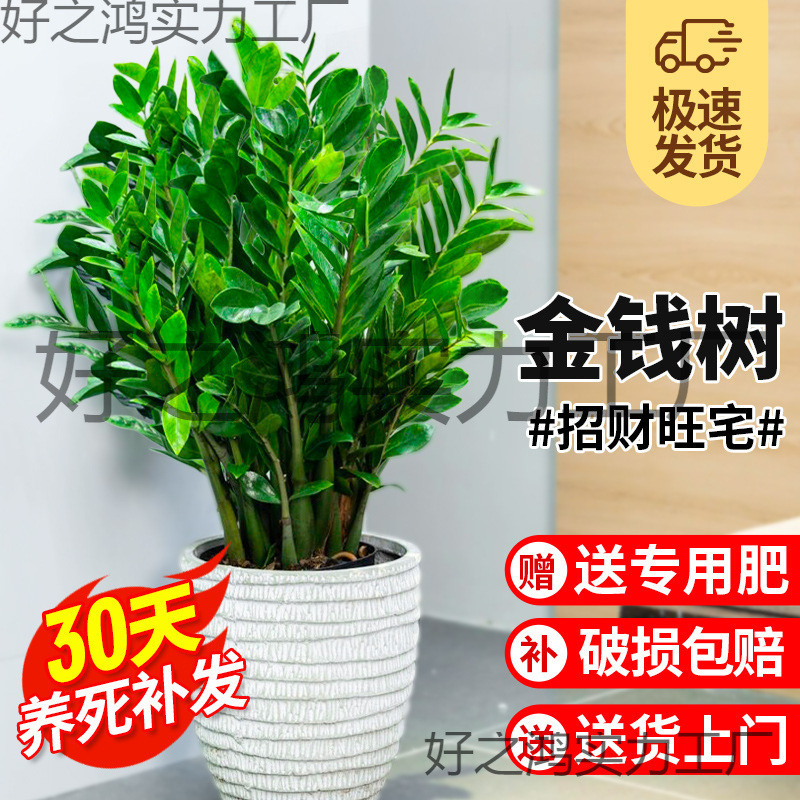 Money Tree Potted Plant Large Green Plant Flower Indoor Money Tree Money String Plant Flower Easy to Maintain All Seasons