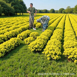 2026�|���|�����~�ۻ������� ��ɽ���潑���ծa�����l