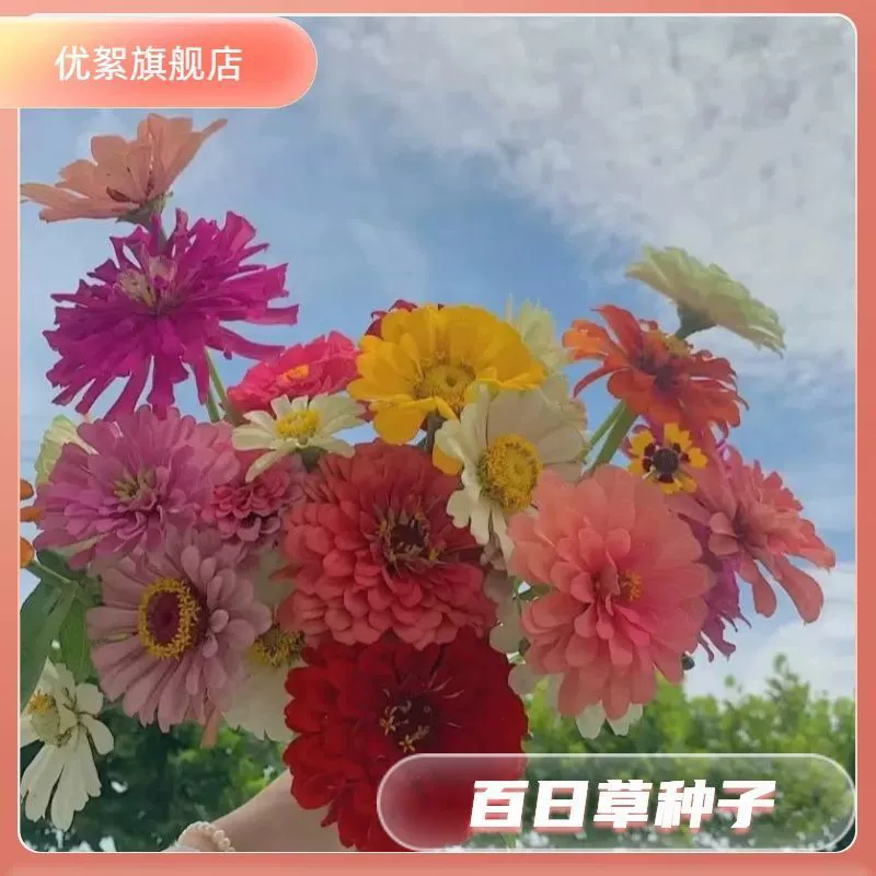 Семена двуцветкового зиньи, низкорослые, крупноцветковые, многолетние, можно сажать в любое время года, морозостойкие и засухоустойчивые, смешанные цвета, полные цветы.