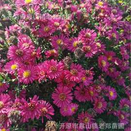 苗圃供应荷兰菊花苗联毛紫菀多色荷兰菊绿植盆栽观赏花卉种植基地