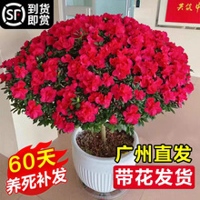 杜鹃花盆栽带花苞绿植物室内阳台四季好养栀子花苗老桩耐寒鲜花卉