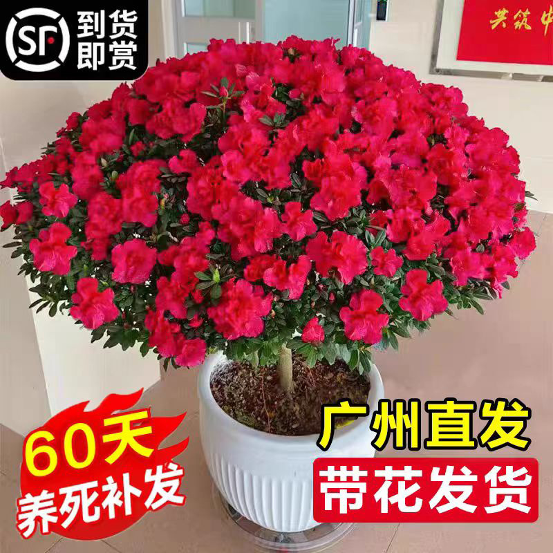 杜鹃花盆栽带花苞绿植物室内阳台四季好养栀子花苗老桩耐寒鲜花卉
