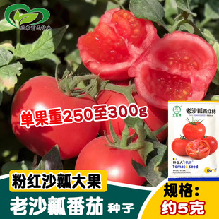 �����N�I��ɳȿ���t���N��  �r��ˈ@���N�ۼt����������t���N��