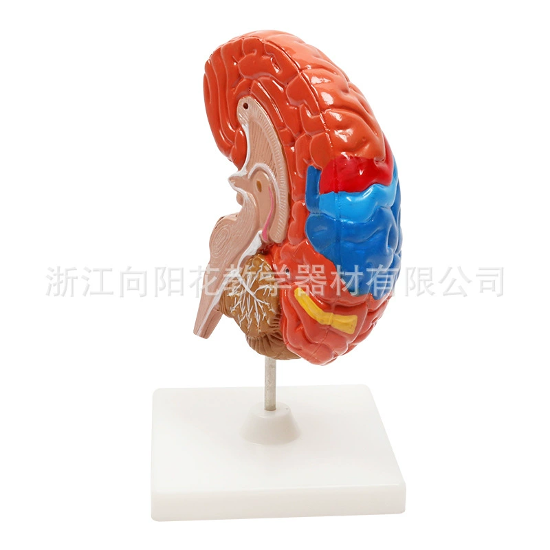 Прямые продажи с фабрики, биологическая медицинская обучающая модель SM-MT04, красочная модель человеческого полумозга, биологическая медицинская модель