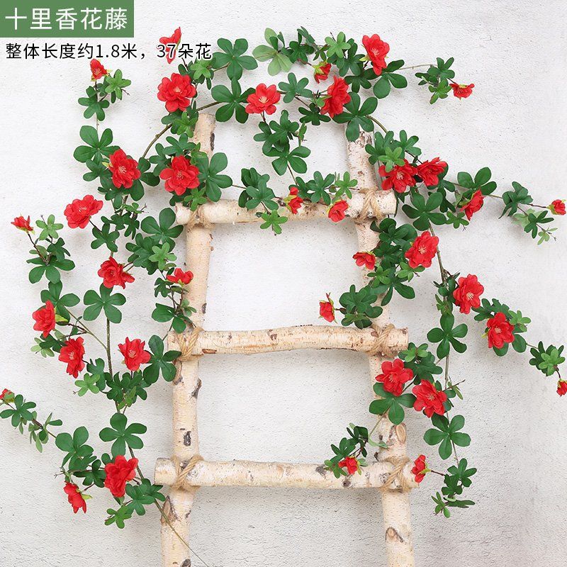 Uno rojo Shili fragante Vid