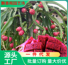 红心火龙果苗盆栽黄肉地栽庭院阳台南方北方种植果树苗当年结果