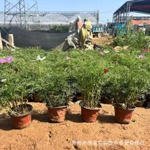 苗圃批发波斯菊花苗 绿化工程草花格桑花办公室盆栽绿植波斯菊花