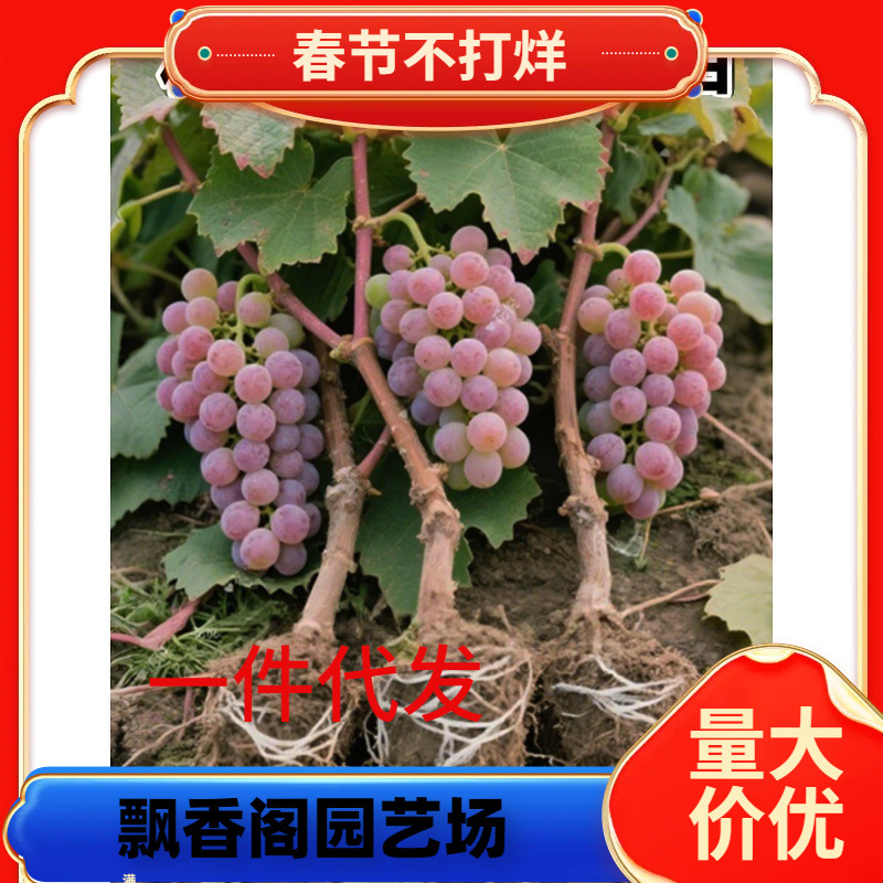 葡萄树苗寒香蜜阳光玫瑰庭阳台院种植果树带土盆栽南北方当年结果