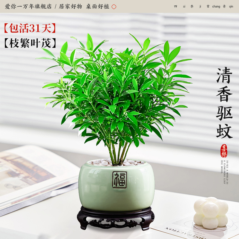 모기퇴치대나무와 편백나무 + 투명 연두색 포세린 세면대 + 원형 베이스 (포장석 + 영양액 포함)