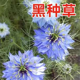 Black Seed Black Seed Seeds Blue Wildflower Seeds Vanilla Persian Gem Black Seed Potted Flower Seeds