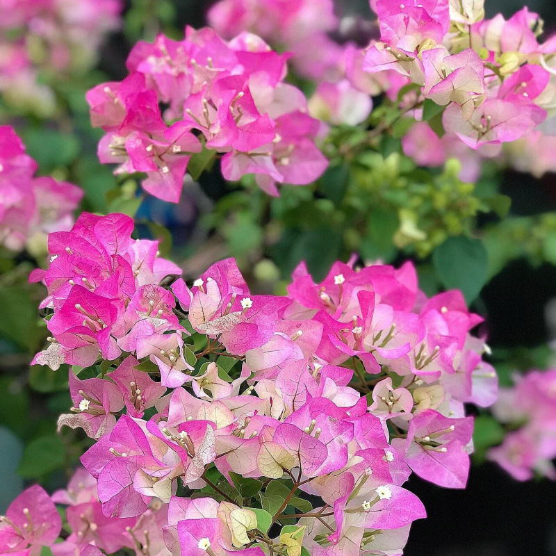 클래식 핫 스타일(녹색 잎 사쿠라)