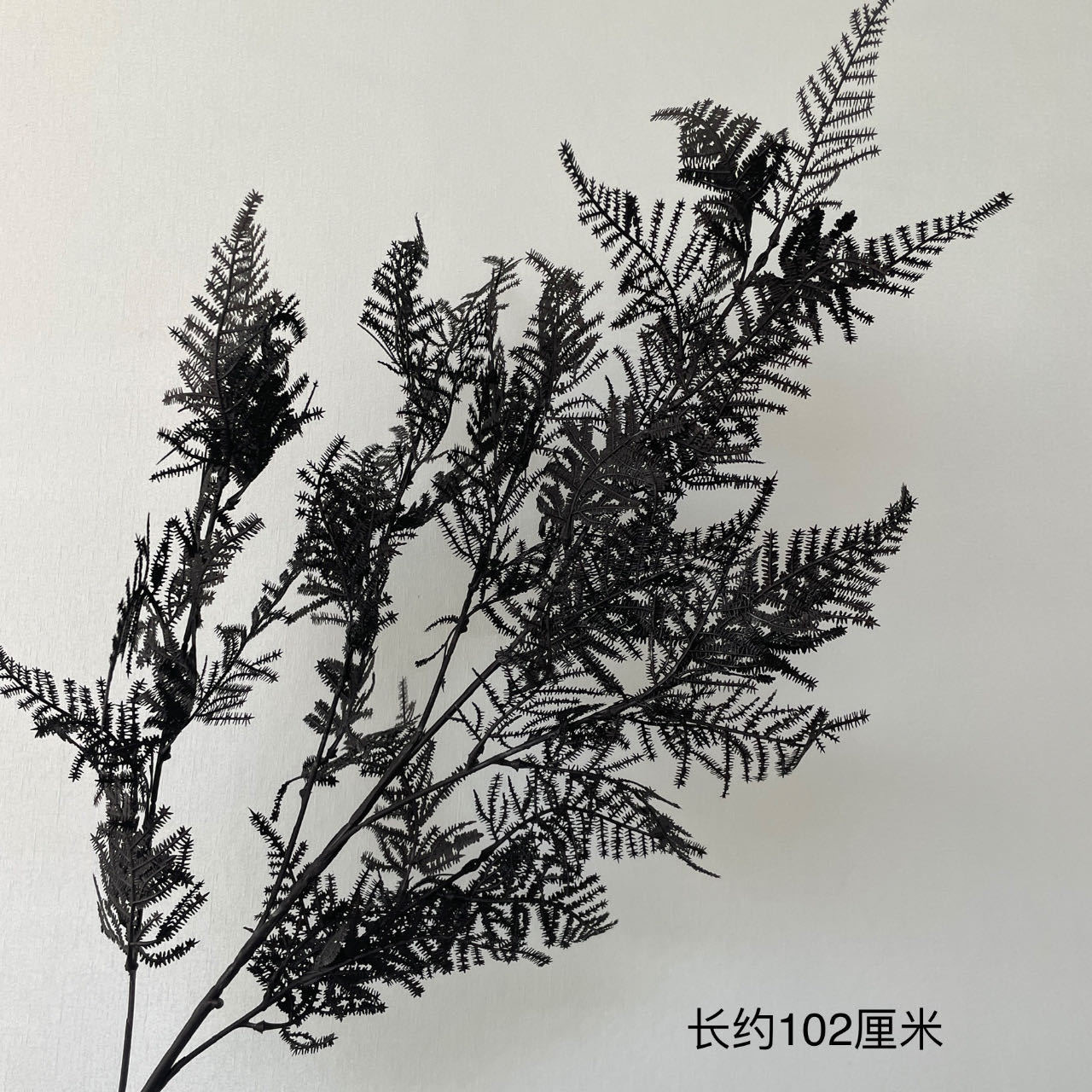 아스파시 대나무