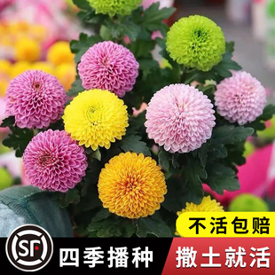 Table Tennis Chrysanthemum Seeds Are Easy to Explode in Pots and Bloom in All Seasons. Small Daisies Are Easy to Grow Indoor and Outdoor Flower Potted Flower Seeds