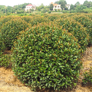 ���l�t�~ʯ����ļ�����G���@�ֹ���ͥԺ������ľ����ֱ�N�G�h