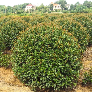 批发红叶石楠球四季常青绿化园林工程庭院造型苗木基地直销绿篱