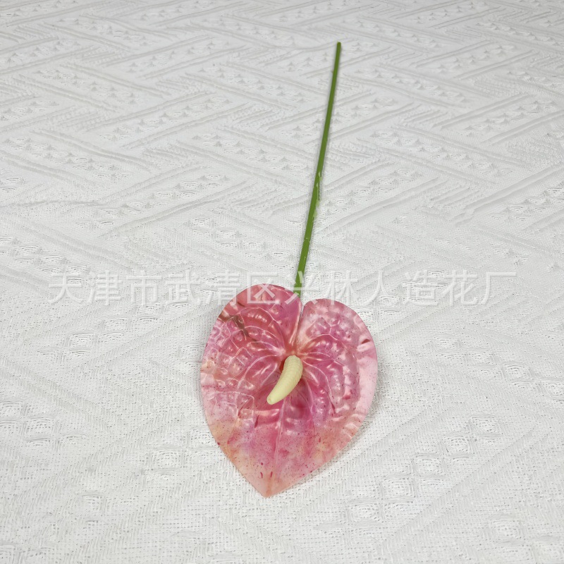 안스리움 10