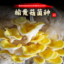 ����ֱ�l6���b���S�������ɞ�Ҏģ��ʳ�þ��Nֲ���ṩ���gָ��