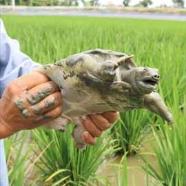 外塘大甲鱼活体原生态食用小甲鱼苗公母中华鳖水鱼甲鱼鲜活新鲜