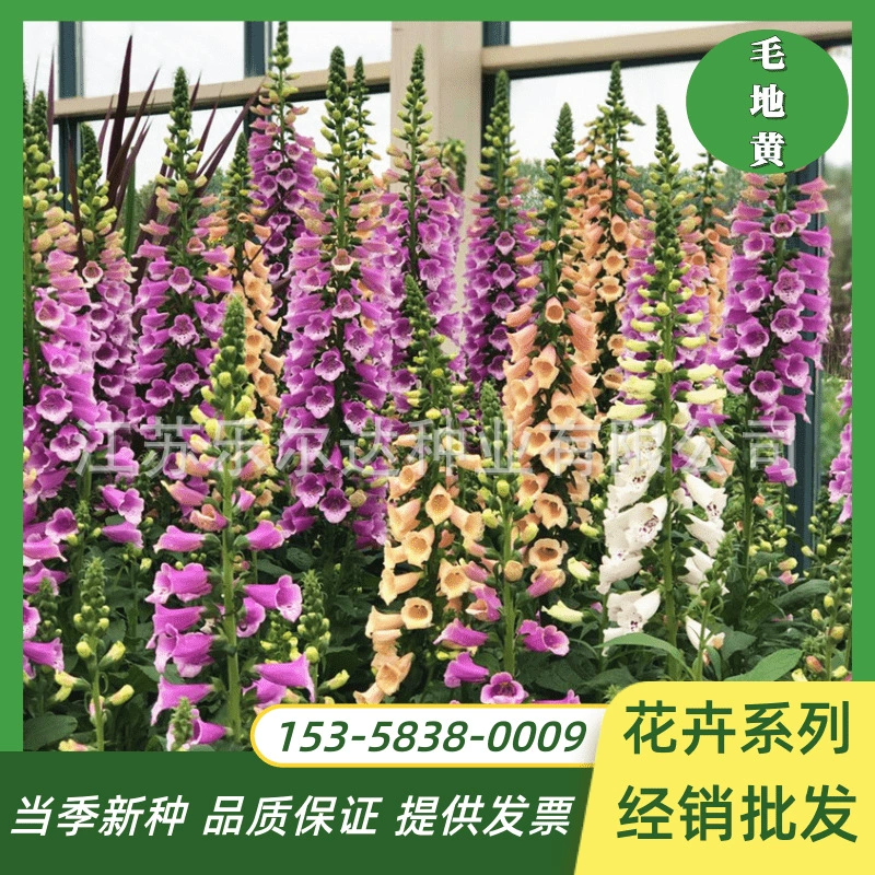 Семена наперстянки горшечные Семена цветов морозостойкие многолетние семена наперстянки Легко расти сад клумба семена цветов