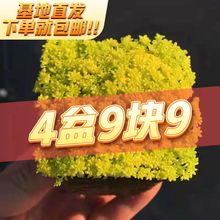 黄金万年草多肉植物薄雪万年草肉肉植物办公室绿植花卉防辐射