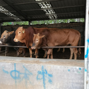 ���w�����SţСţ����� �������T������ţ�� ������ţ���Sţ