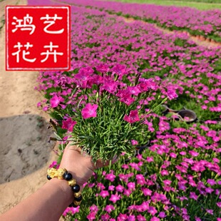 �Wʯ��W�t������ʯ���_����ƺ��ؐʯ��W��ʯ��ر�ʯ��������l
