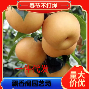 һ�����l�޽���������� ������������� ͥԺ���Ե����ϱ����Nֲ