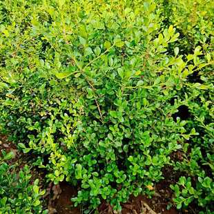 С�~�S��������S�������~������G����ͥԺ�G�h�����h�ʘ���