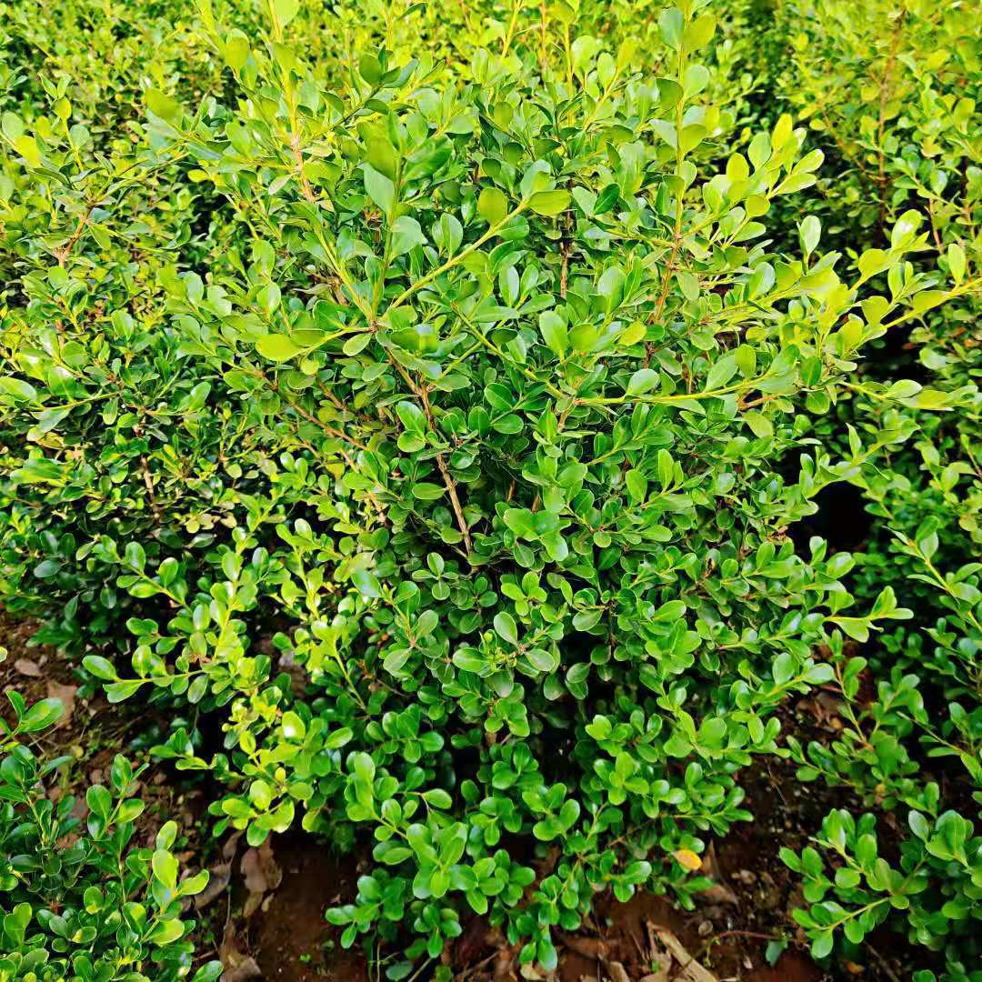 小叶黄杨苗瓜子黄杨树苗大叶冬青苗绿化苗庭院绿篱围墙篱笆树苗
