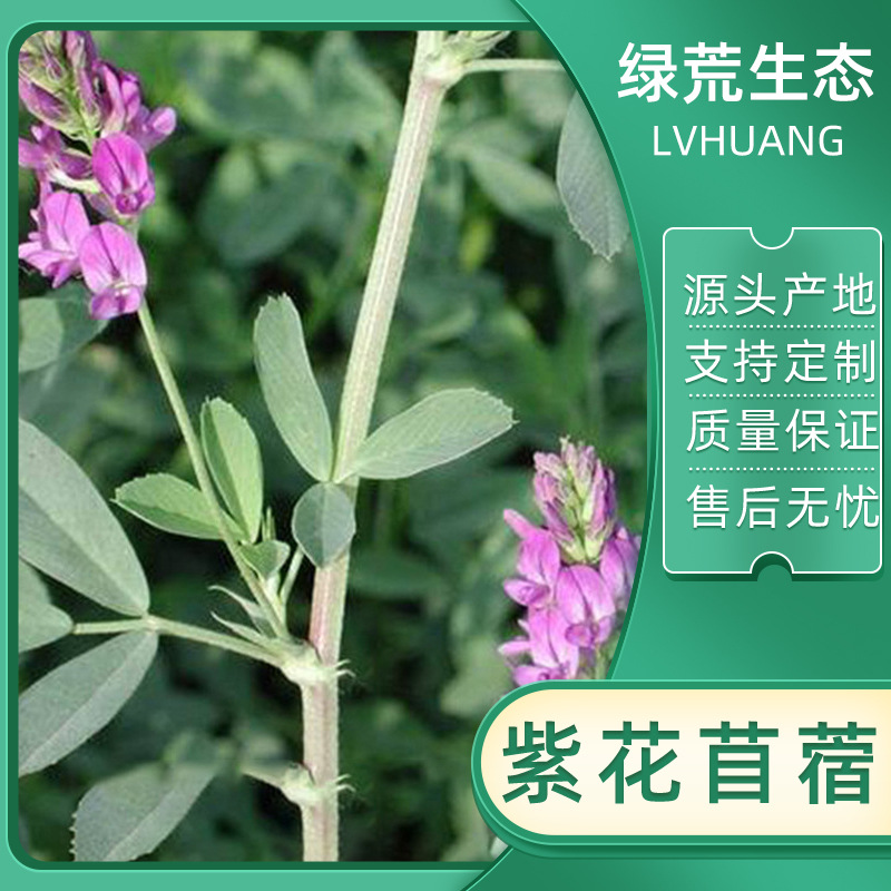 边坡草籽紫花苜蓿矿山复绿荒坡治理草种子厂家批发植物有机天然