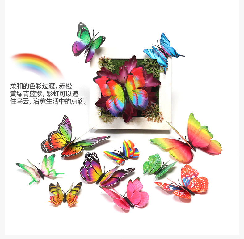 12只彩虹套装蝴蝶详情09 (1)