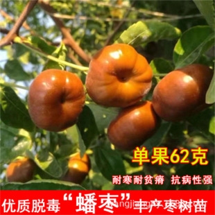 �������l �˗�С���� ���@��ͥ���Ե������ϱ����Nֲ���󴗗����