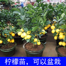 台灣四季廣東無籽香水檸檬黃金檸檬嫁接苗盆栽地栽奶茶店當年結果