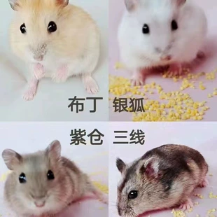 Live dwarf hamster, assorted coat colors and lengths, 0.01 kg, ~5 cm small pet