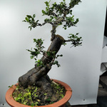 金弹子盆景熟桩小品挂果盆栽室内客厅绿植老鸦柿母桩矮黑塔子