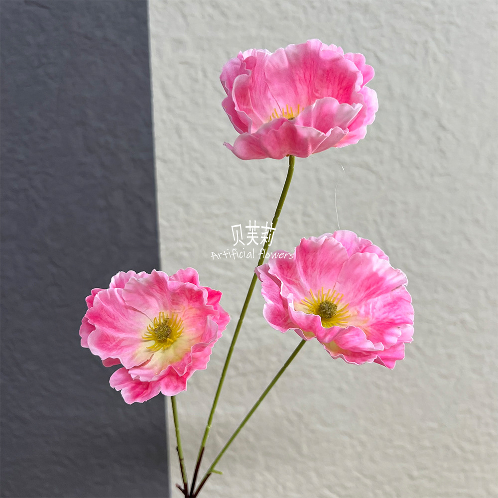 포피-다크 핑크