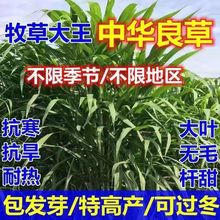 ���A�Z�����ݷN�Ӷ������ļ�����ݺ������K�N�����u�iţ�ߵ�����