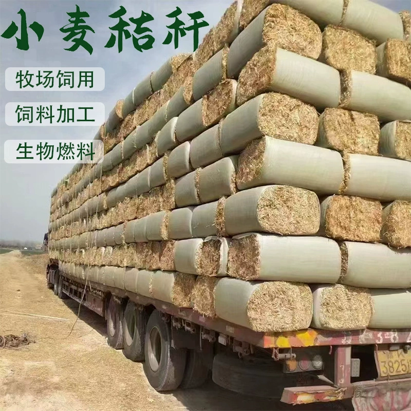 Оптовая продажа пшеничной соломы, солома для крупного рогатого скота, овец и лошадей, животноводства и пастбищ